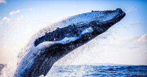 ビットコインクジラの再活発化を指摘　仮想通貨分析機関Filpside Cryptoが報告